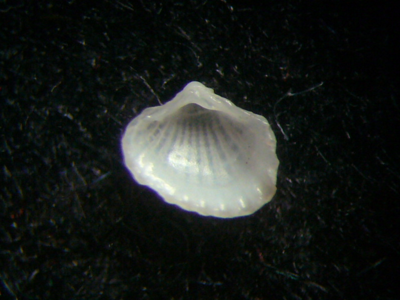 Piccolo bivalve